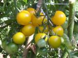 yellow tomato cherry - yellow tomato plant, very sweet 