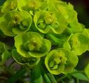 'Shorty' Euphorbia - This may or may not be it, but it appears close. :)