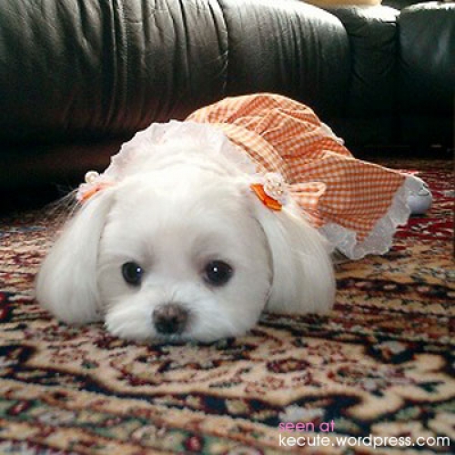 Cute doggies is thinking something. - I wish I could have a pet as cute as this :)