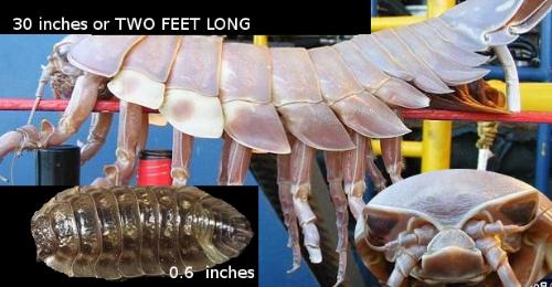 THIS is a louse! - If you think your having a lousy day, give a thought to oil workers working in the Gulf of Mexico who dredged up a two foot long cousin of the WOODLOUSE.
THIS is a louse! - If you think your having a lousy day, give a thought to oil workers working in the Gulf of Mexico who dredged up a two foot long cousin of the WOODLOUSE.