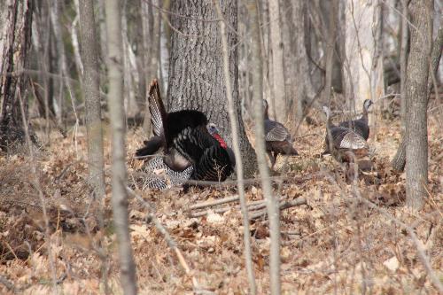 Tom Turkey and his brood. - This photo was taken with a Canon D50 using a Sigma 28 to 300 zoom.