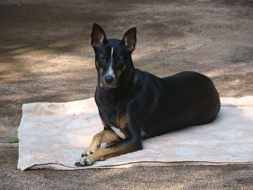 Our pet - Our pet Preiti sleeps where the space has been specified for her.