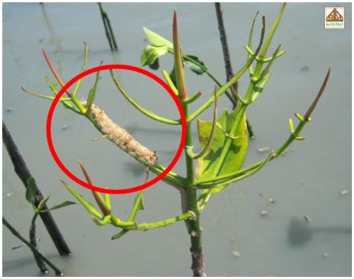 mangrove caterpillar in trimulyo central java indo - here with, the mangrove caterpillar of central java. can you help us to identify it?