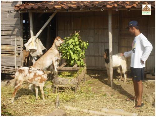 goats eat mangrove leaves! - goats eat mangrove leaves in demak, central java - indonesia