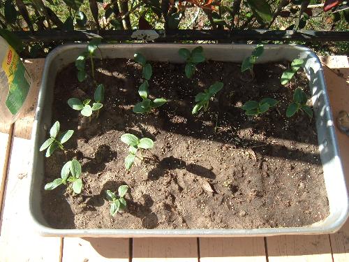 cucumber plants last week - cucumber plants last week, already doubled