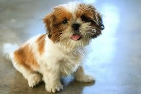 This is the dog she has! - A very cute looking pet dog, that always looked like it is a puppy!