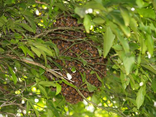 Bee Hive - Bee hive in citrus fruit tree