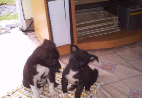Dogs - Picture of two puppies.