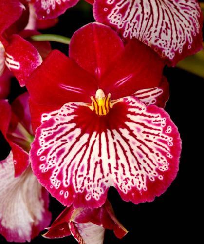 flowers wallpaper - this is a great wallpaper