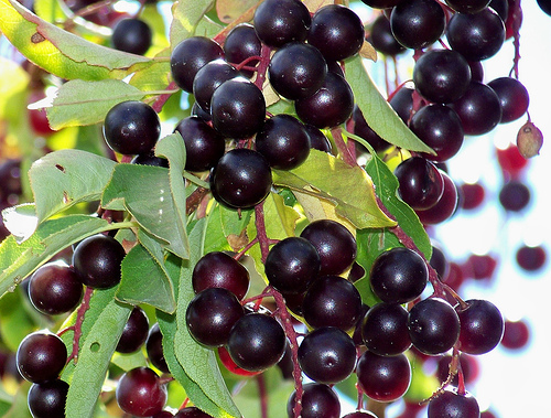 chokecherries - Choke cherries in SC