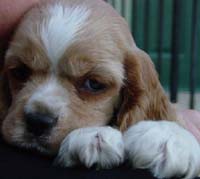 pup - found  from web
