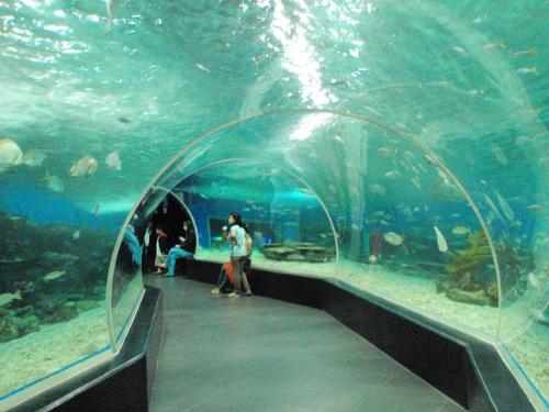 Manila Ocean Park - here is a picture of manila ocean park, this is the part where you will pass by a tunnel-like that is made out of clear glass and you will see the different creatures above you and on your side.