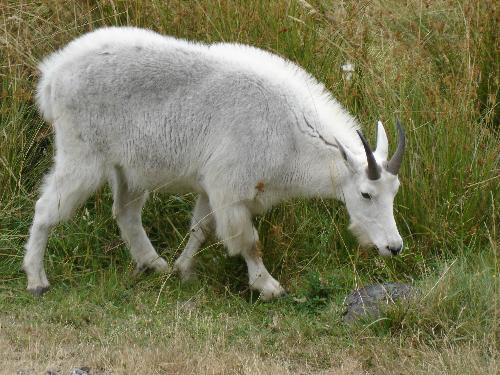 goat - zoo