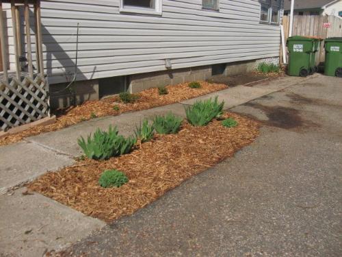 Cyprus Mulch - Laid out today. 20 bags of Cyprus Mulch. Cyprus Mulch - Laid out today. 20 bags of Cyprus Mulch.