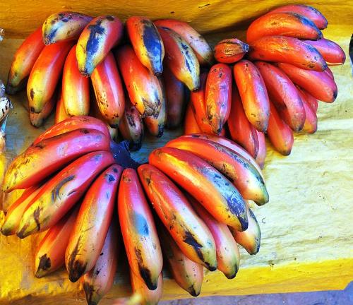 red banana - The image of red banana