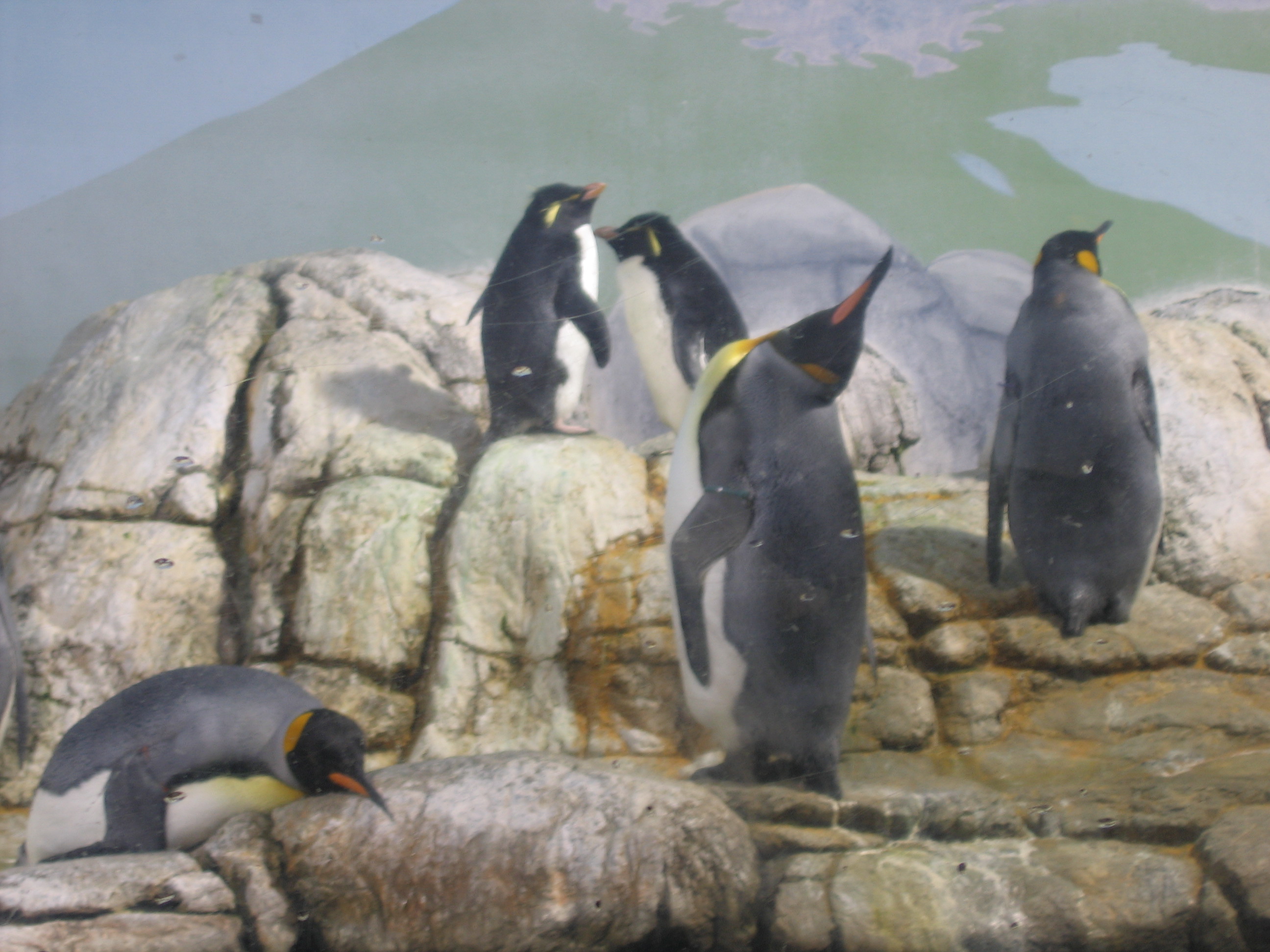 Penguins - This picture is of the penguins at the Indianapolis zoo. My husband and I went there in 2005. They were so fun to watch. I think penguins can have very interesting personalities!
