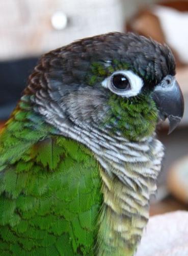 Green Cheeked Conure (Smartie) - Cute, cuddly, opinionated parrot!