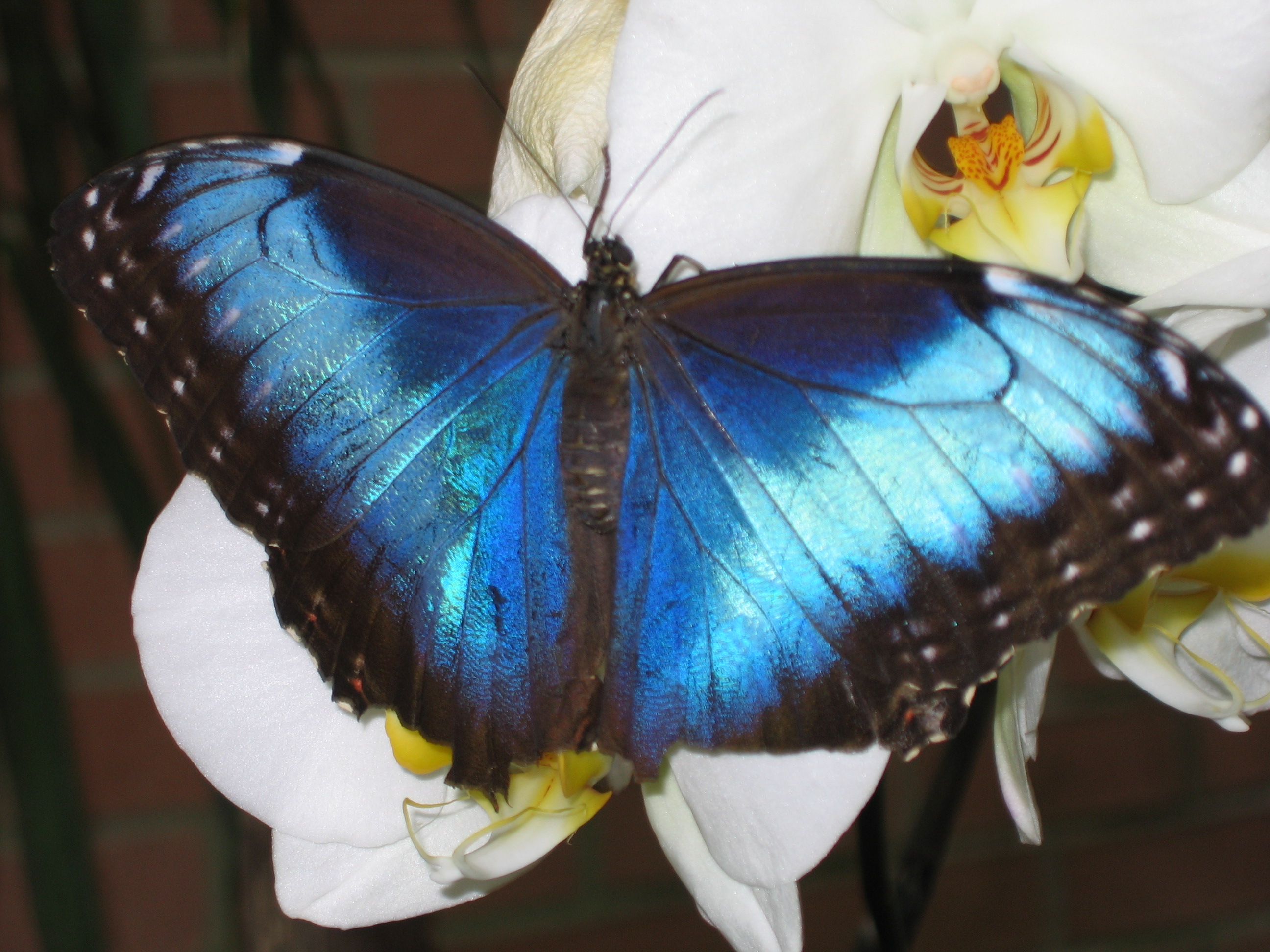 Blue Butterfly - When my husband and I went to the Indianapolis zoo in 2005, they had a butterfly exhibit open. I absolutely fell in love with these blue butterflies. I had such a hard time photographing one though. It seemed like they would only open their wings when they were flying. Finally, after about an hour of trying to find a still one with it's wings spread, we found this beauty. It was well worth the wait and effort it took to get this photograph!