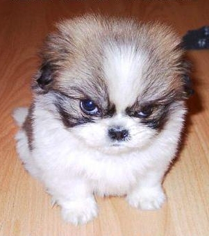 Angry!!! - Angry Puppy!!!