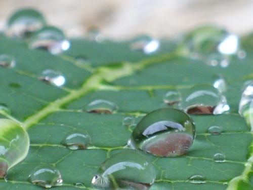 water drops on a leaf - this photo is taken after a light drizzle and shows water drops that remain on a leave