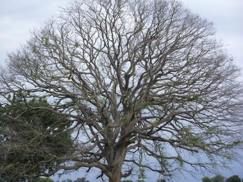 a dried up tree branches - a tree that lost all its leaves and yet it is attractive due to symmetry