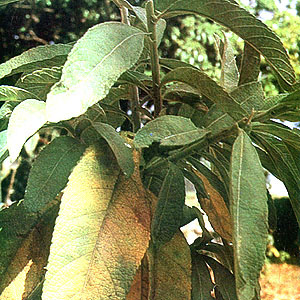 sambong leaves - sambong leaves can treat kidney problems