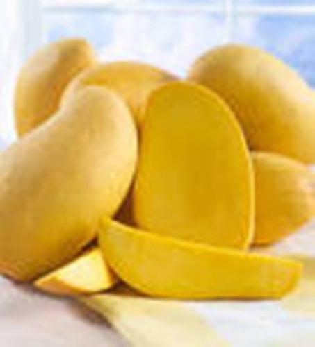 ripe yellow mangoes from the philippines - golden yellow mangoes