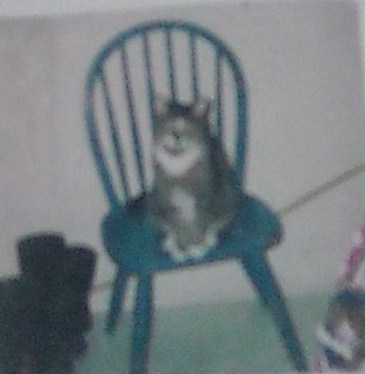 Little Tom - I asked him to sit for a photo and he did.