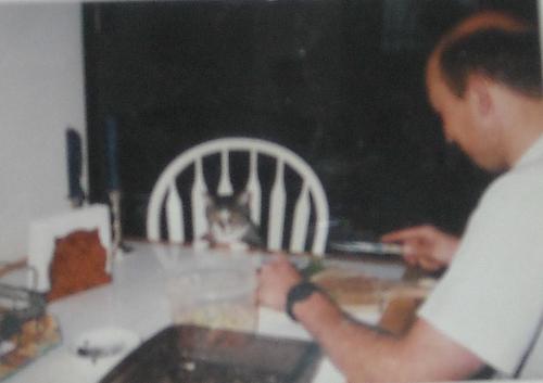I'm hungry - Little Tom sat there the whole time I was making chicken salad.