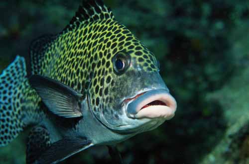 The Tastiest Sweet lips fish - This is a deep sea water fish that lives on rocks