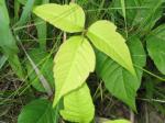 poison ivy - This plant with 3 leaves are something to stay away from.