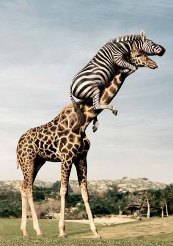 Animal Fun  - Animal Fun