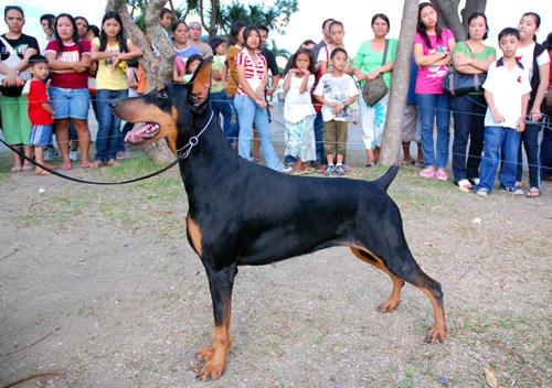 my phil champ mocha - this is my phil champ mocha during chinese new year fun match show held here in davao