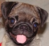 My last dog - I love this girl...