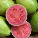 Guava Fruit - Guava is good for diabetes and constipation.