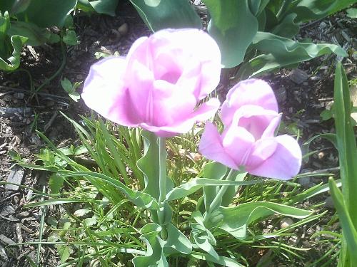 Pink Tulips - Pretty pink Tulips