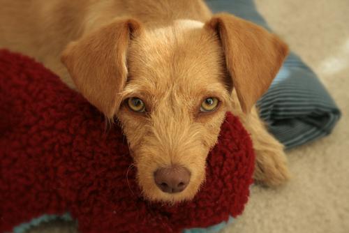 Puppy! - My baby girl, Layla