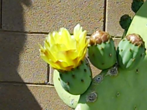 castus flower - My castus is blooming