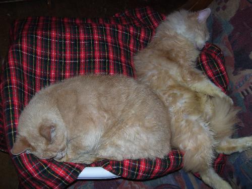My two blond boys - Creamery and Tiger in sleepy mode. Together. Tiger is short haired, Creamery long haired.
