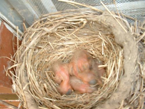 robins - these are my Robin eggs outside my window