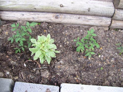 non stop pesto basil - I planted basil with my tomatoes. It is supposed to enhance the flavor.