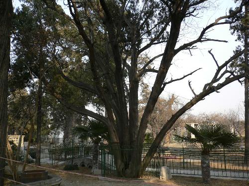 Landscape - back garden, Shandong,China Dunhuang Grottoes, one of the trees are over a thousand years of history is a symbol of funhuang Grottoes plant.