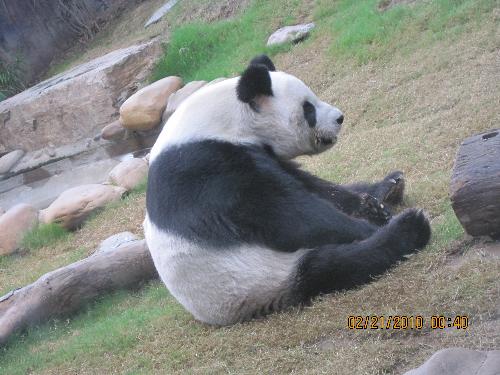 Hongkong-Ocean Park - KungFu Panda
