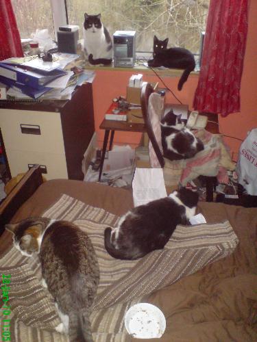 Cats - Felix and Shadow on the windowsil, Poppy on the chair, Jet and Chu (tabby and white) on the bed. All my cats in one place.
