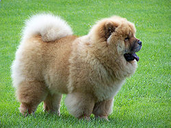Chow Chow - Chow chow from Wikimedia Commons via Creative Commons Search