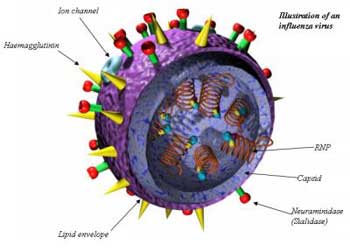 Influenza A Virus - Influenza A (H1N1) virus is a subtype of influenza A virus and was the most common cause of human influenza (flu) in 2009. Some strains of H1N1 are endemic in humans and cause a small fraction of all influenza-like illness and a small fraction of all seasonal influenza. H1N1 strains caused a few percent of all human flu infections in 2004–2005.[1] Other strains of H1N1 are endemic in pigs (swine influenza) and in birds (avian influenza).  In June 2009, the World Health Organization declared the new strain of swine-origin H1N1 as a pandemic. This strain is often called swine flu by the public media. This novel virus spread worldwide and had caused about 17,000 deaths by the start of 2010.