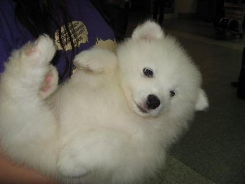 Samoyed Pup - Don&#039;t you think this little pup is cute? XD~