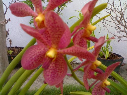 orchid - natures wonders, an orchid that rarely blooms in our garden