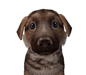 Chiwasaki Profile Picture - this dog looks exactly like my dog