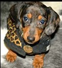 Dachshund Puppy - Black and tan dachshund puppy